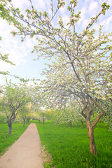 Fototapeta na wymiar Beautiful blooming apple trees in the morning