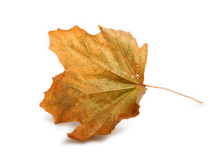 Autumn maple branch with leaves isolated on a white background