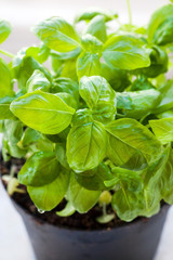 Fresh basil leaves