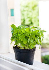 Fresh basil leaves