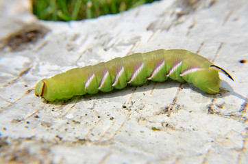 Sphinx caterpillar nightmares ligustri