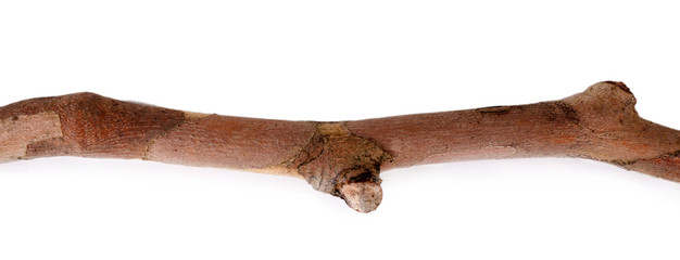 Dry tree branch isolated on white