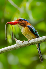 Banded Kingfisher (Lacedo pulchella)  with snake in his mount