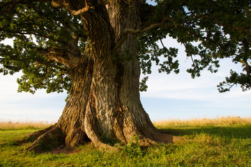 Stem of grand oak in Urvaste, Estonia - obrazy, fototapety, plakaty