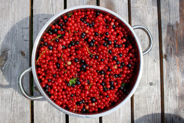 Red and black currant in pot