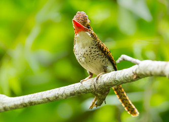 Female Banded Kingfisher  spread her head feather