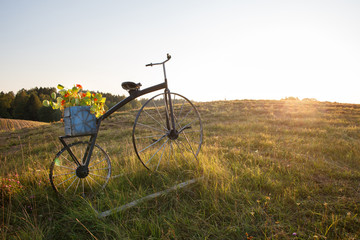 Fototapeta na wymiar antique bike with flower pot on field