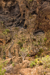 Sukkulenten in der Schlucht 