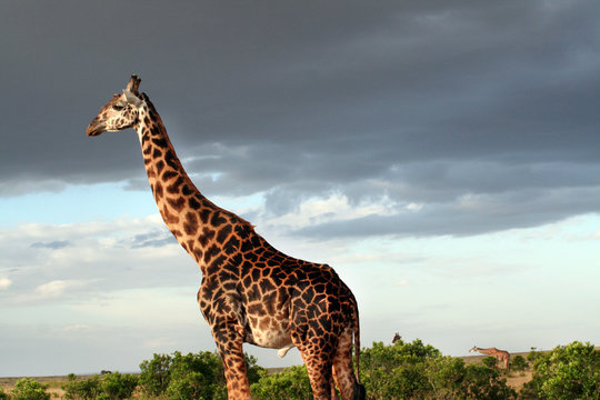 Girafe mâle de profil