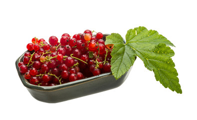 Red currant