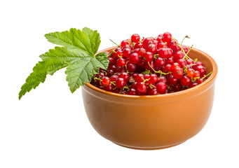 Red currant