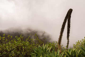 Sukkulenten im Gebirge Teneriffas