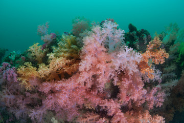Obraz na płótnie Canvas Vibrant Soft Corals