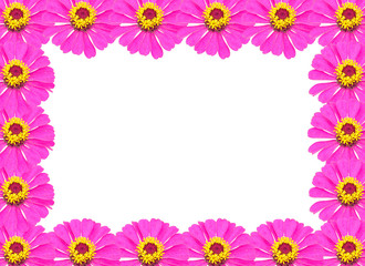 Frame from Pink Zinnia Flower Isolated on White Background