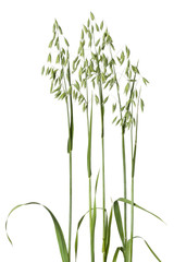 Fresh oat plant