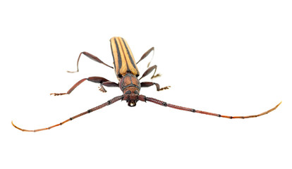 Asian insect