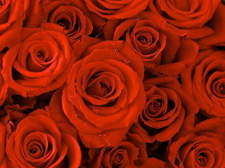 Red rose background