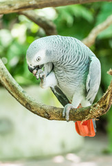 Obraz premium African Grey Parrot or Grey Parrot (Psittacus erithacus)