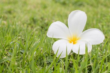 Plumeria (frangipani) flowers on the grass