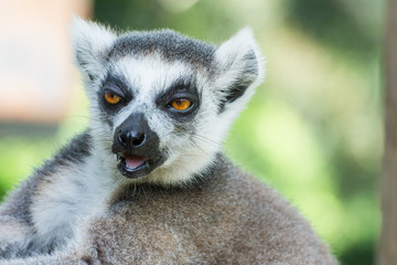 Obraz premium Close-up Ring-tailed lemur (Lemur catta)