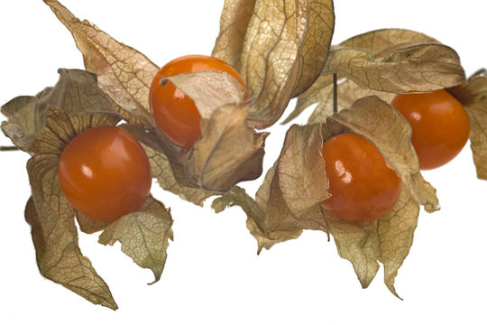 Physalis isoliert auf weiss