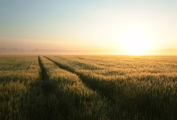 Selbstklebende Fototapete Land Sonnenaufgang über einem Getreidefeld bei nebligen Wetter