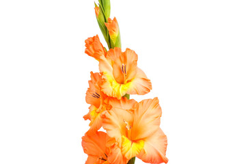 gladiolus isolated