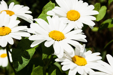 Fototapeta premium Leucanthemum vulgare