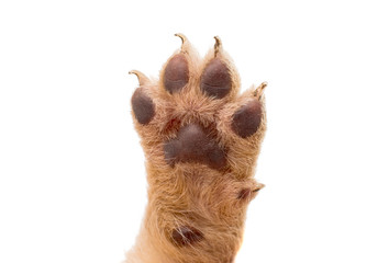 puppy dog paw isolated on white background