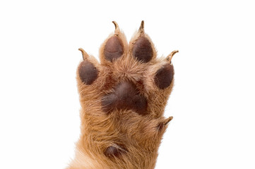puppy dog paw isolated on white background
