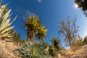 Pflanzen im Gebirge Teneriffas