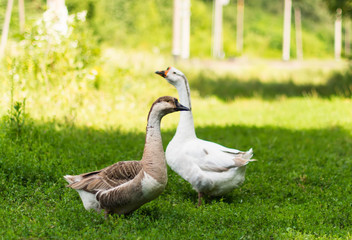 Geese grazing in a meadow