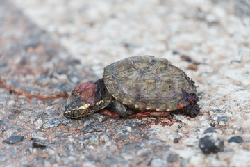 Turtles are about to cross the road but got an accident by car