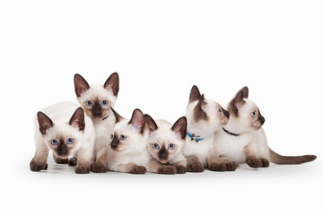 six small thai kittens on white background