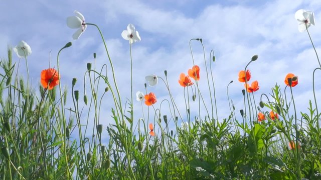 Red and white poppies swaying in the wind on a clear summer day