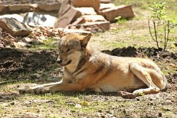Ruhender Wolf (Canis lupus)