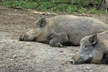 Ruhende Wildschweine