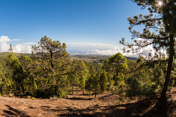 Kiefern im Gebirge Teneriffas