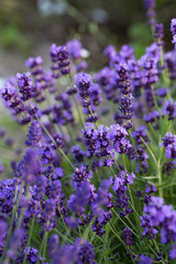 Gardens with the flourishing lavender