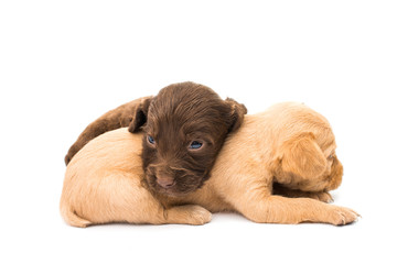 Obraz premium spaniel puppy