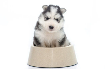 Cute puppy siberian husky  in dog bowl