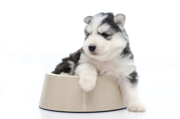 Fototapeta premium Cute puppy siberian husky in dog bowl