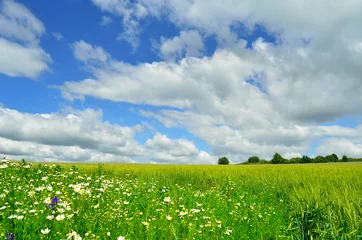 Fensteraufkleber flowers and field © art_vor