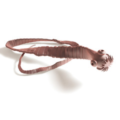 Tapeworm - Cestoda - side view