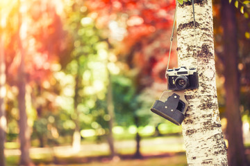 vintage camera hanging on a tree in park