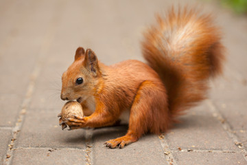 Naklejka na ściany i meble Squirrel in summer park