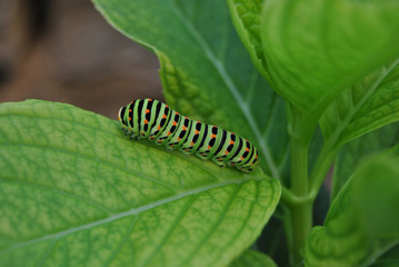 baby caterpillar