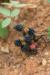 Blackberries
