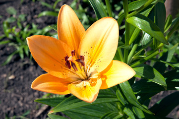 цветок желтой лилии