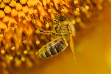l'abeille jaune